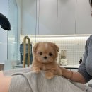퍼피스토리 이미지