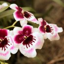 밀토니아(miltonia)