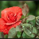 그대애개 이미지