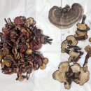 자연산 영지버섯 판매 이미지