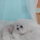 오세요 댕댕이 이미지