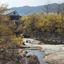 반곡1리 마을회관 | 전남 여행 구례 산수유축제 실시간 개화 상황! 반곡 산수유마을 꽃구경 지금 절정