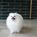 멍분의 멍 이미지