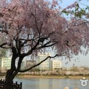 136(석촌호수 서호) 이미지