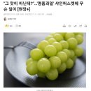 "그 맛이 아닌데?"…'명품과일' 샤인머스켓에 무슨 일이 이미지