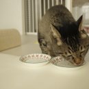 더냐옹
