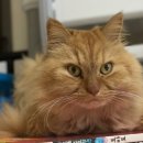 미묘하개 이미지