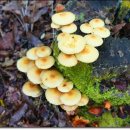 버섯마을 이미지