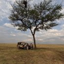 초원동물병원 | 아프리카 사파리 투어 | 4일 플라이인 세렝게티 사파리 후기