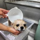 몽구리DOG 이미지