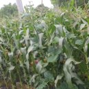 월현농장 이미지