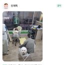 강아지탐험대동물미용업 | 야간미용 가능한 강아지에 진심인 수원 인계동 애견미용샵 인계독 추천