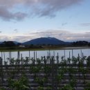 빠라삐리 이미지