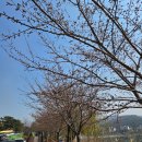 천안 벚꽃 단국대 벚꽃명소 실시간 개화상황
