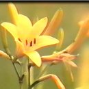 탑비디오 이미지