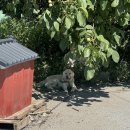 강릉별장 | [에어비앤비/강릉숙소 추천] 산 속 독채별장 숙소 '강릉 우리집' 내돈내산 후기 (가격/위치/방크기/숙소...