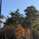 제덕만 매립지내 2 | &lt;환경재단&gt;과 함께 한 쓰레기산 노을공원에 나무심기