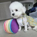 레인보우 포켓클럽 | 강아지노즈워크 파인클럽, 비숑 최애 장난감 등극