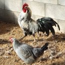 고센영농조합법인 이미지