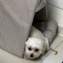 인천 쇼파청소 전문업체 제로원클린 가성비 갑 찐 후기