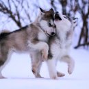 강동24시SKY 동물병원 이미지