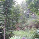 숲속의보아펜션 이미지