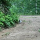 강아지정류장 이미지