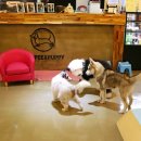 퍼피앤커피 이미지