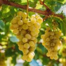 새싹3호농장 | 서울서 1시간, 아이가 달라졌다?! 샤인머스켓 농장체험 ‘10가지 중독 포인트’ 완벽 해부