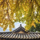 오천터널~안고니삼거리 | 가을여행 단풍여행 1박2일 보령여행코스