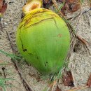 베트남 바닷가의 주인 없는 코코넛 따도 되나요? 이미지