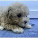 도그마루 천안지점 이미지