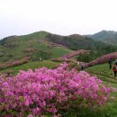 산철죽 군락지 이미지