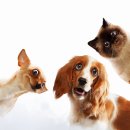 도그플러스 동물병원 이미지