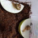 달꼬 네이버블로그