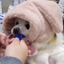 웨그독 | [ 펫박람회 ] 2023 케이펫페어 메가주 후기 ①