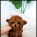 조이퍼피 강아지분양 이미지