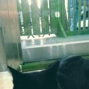 하군이네 동물병원 이미지