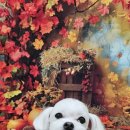 울알라애견미용 이미지