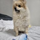 웰니스동물병원 스타필드 고양 | 강아지 바퀴벌레약 물고다녀 웰니스동물병원 스타필드고양점 다녀왔어요. 병원비정보 공유