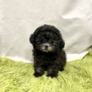 블리독수유점 고양이강아지분양 말티푸 미니비숑 포메라니안 | 부산강아지분양 헬스독 애견입양 말티푸들포메라니안미니비숑 부산 강아지분양