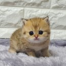 르샤보떼 이미지