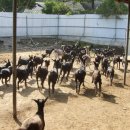 청송흑염소농장 이미지