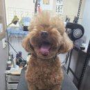 놀러와캣독 이미지