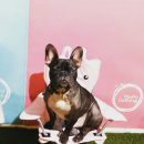 하이펫 애견샵 이미지