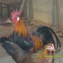 미니농장 이미지