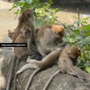 몽키비치2 | 끄라비 여행 볼거리 | 아오낭 비치 몽키 트레일 실제 후기 & 원숭이 주의 대처법