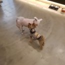 왈왈애견 이미지