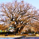#7/0228-인천대공원 거마산입구의 은행나무 이미지