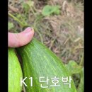만차량단호박 숙성완료 이미지